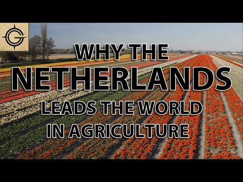 Why the Dutch Lead the World in Agriculture Exports